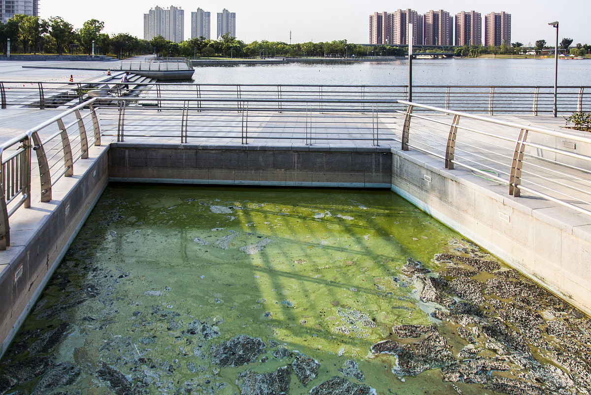人工湿地脱磷涉及的微生物主要包括：