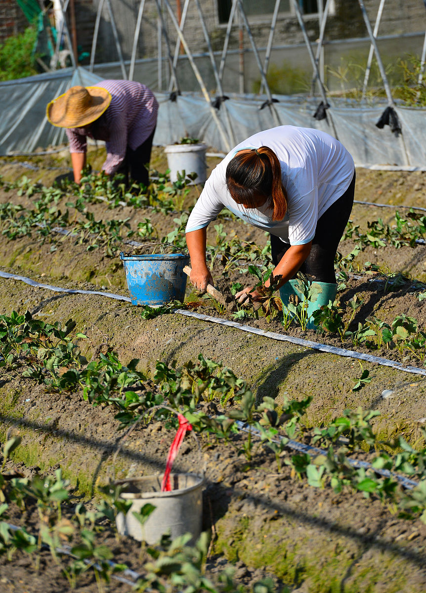 青海植物学实习报告：深入了解植物资源，掌握实践技能