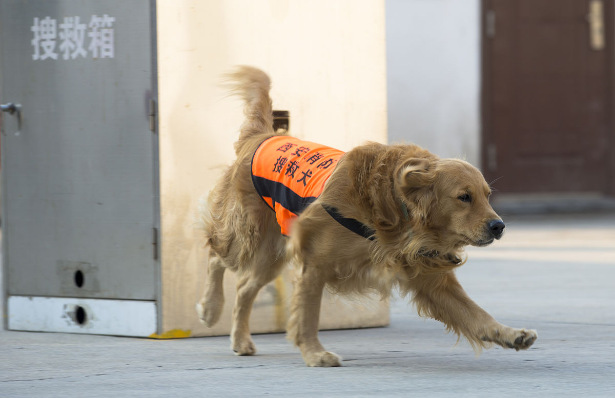 请以狗为主体仿写唐代的骆宾王《鹅》这首古诗要押韵