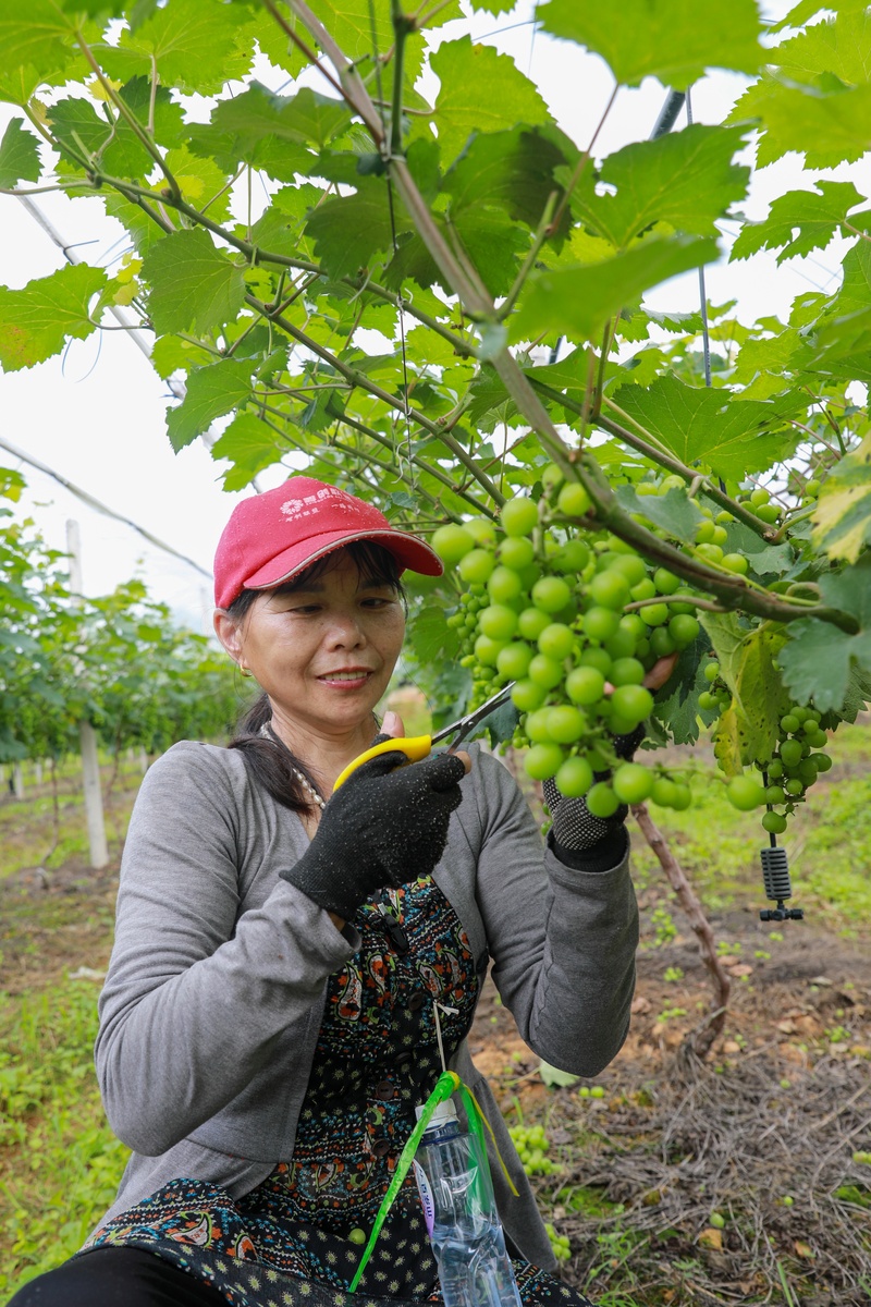 农村葡萄推广计划