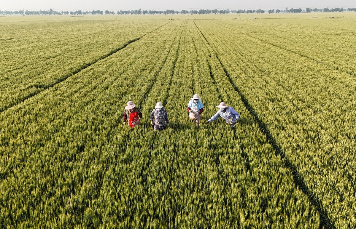 用自己的理解总结中国学术界对旱作玉米生产现状及增产途径研究的研究现状不能抄袭写成一段话不少于500字。