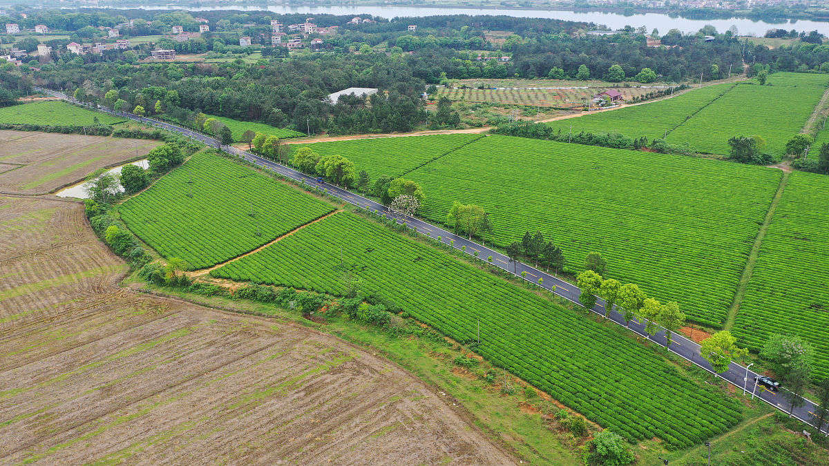 乡村振兴背景下大学生社会实践成效探究：以张北、内蒙为例