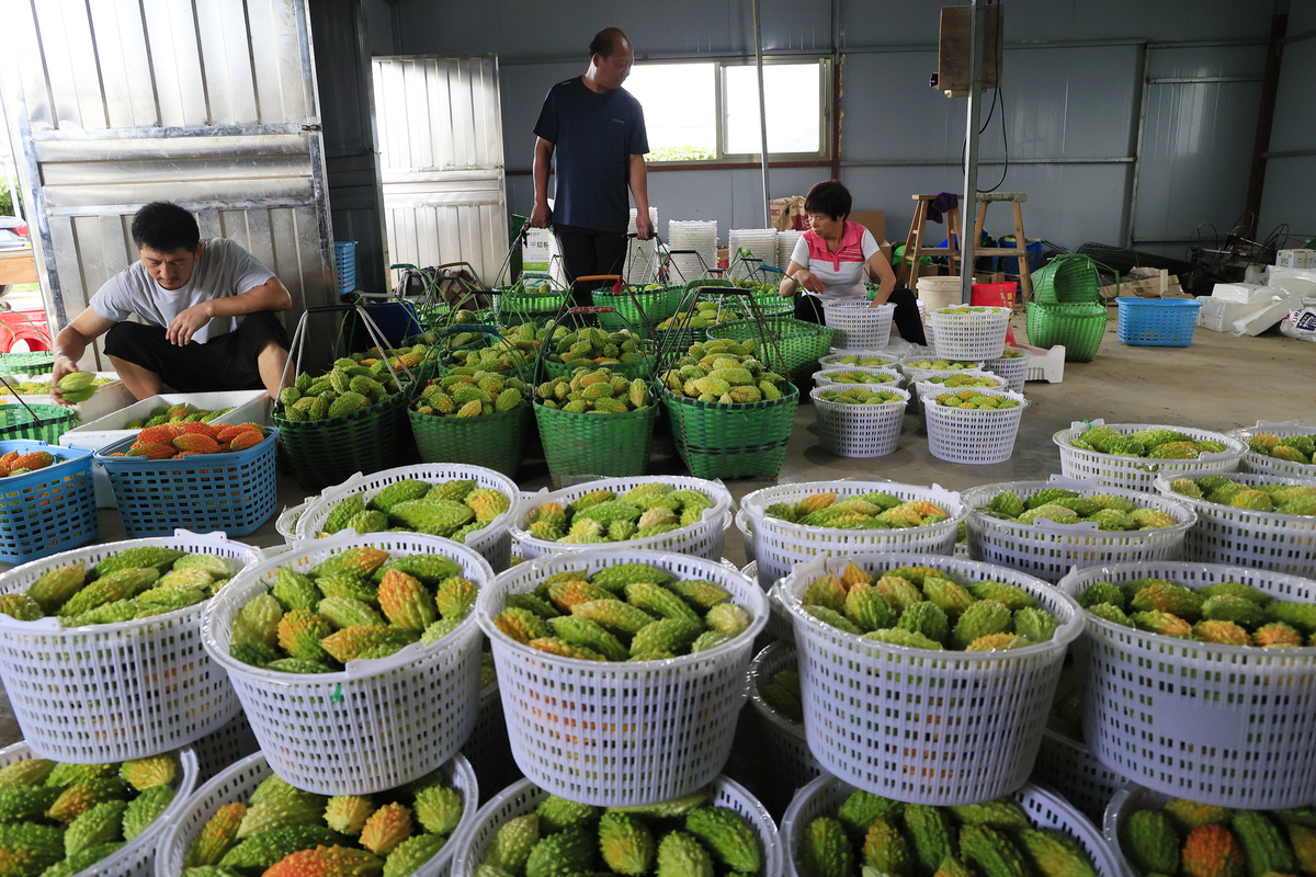 湛江的波罗蜜的种植现状、播种、田间管理及收获情况