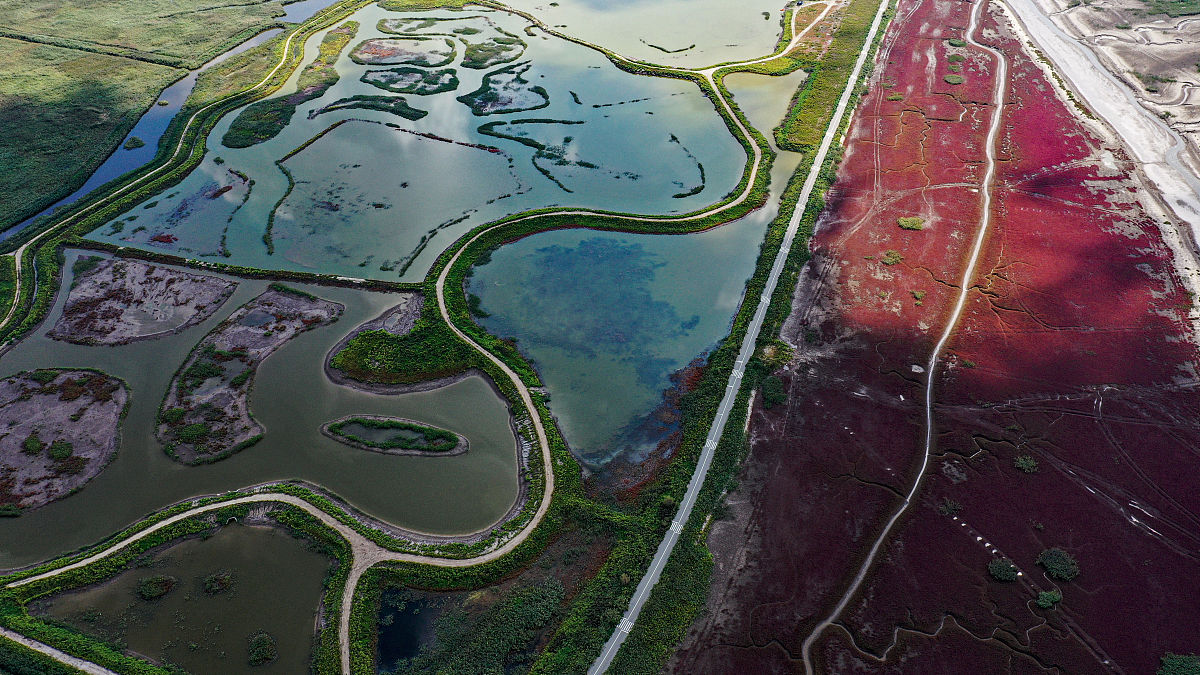 请将制作锦水河入黄口湿地方案汇报ppt写成实践记录报告
