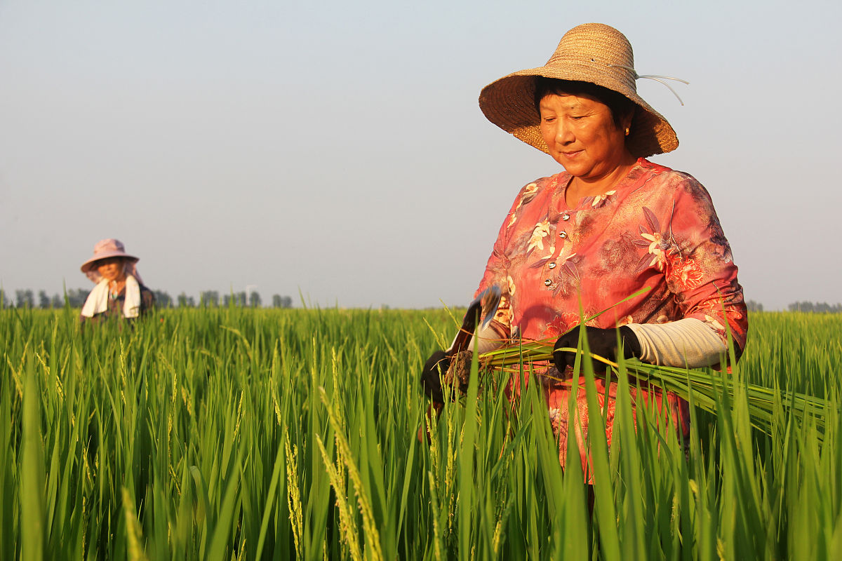 一、 青少年阶段的重要性及引导方法 11 人生的拔节孕穗期 12 精心引导的必要性 13 引导学生树立正确世界观、人生观、价值观 14 实践培养的重要性由大学著名的思政一体化教授根据提纲进行内容扩写加入具体的事例生成教学论文。