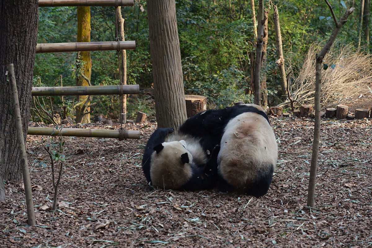 按键精灵手机版写命令在运行山海经异变游戏过程如果没找到图片A就刷新游戏并继续运行脚本命令