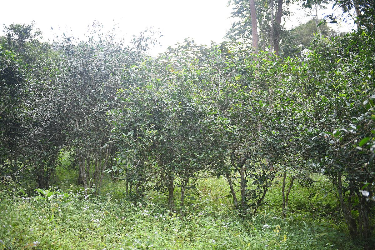 云南省纳税最多的国有企业？