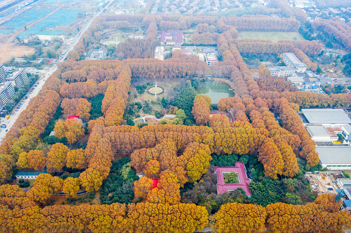 国槐生物量转换系数