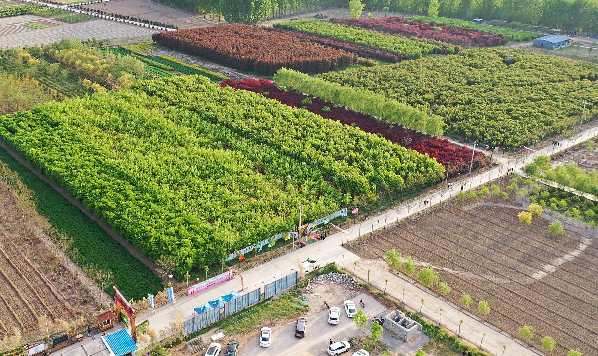 企业菏泽清菏园为什么以农业为主