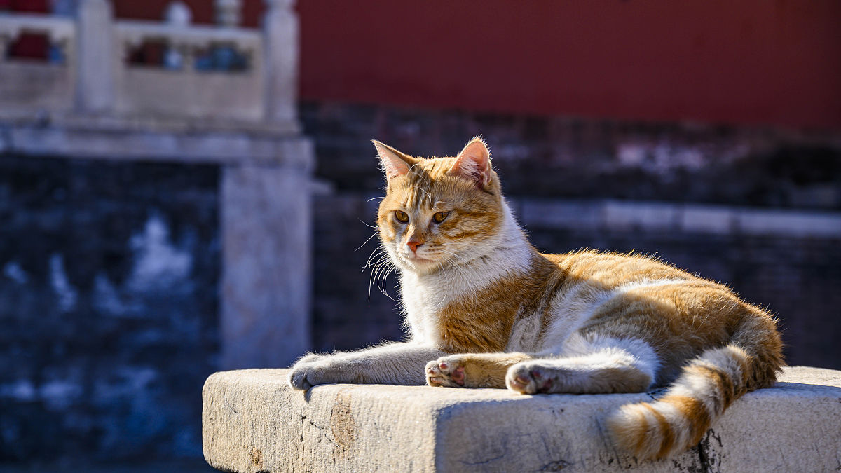 关于北京景山的传说中有两只受皇帝宠爱的小猫甚至被册封为御猫即使死后也葬在了景山的大树下。你知道这个传说吗？请根据这个传说写个短视频文案要求简短有内涵能让人记住这个形象两只小猫的形象我已经设计好了可惜你没法看到比较像小狮子白色的叫雪眉黄色的叫狮猫