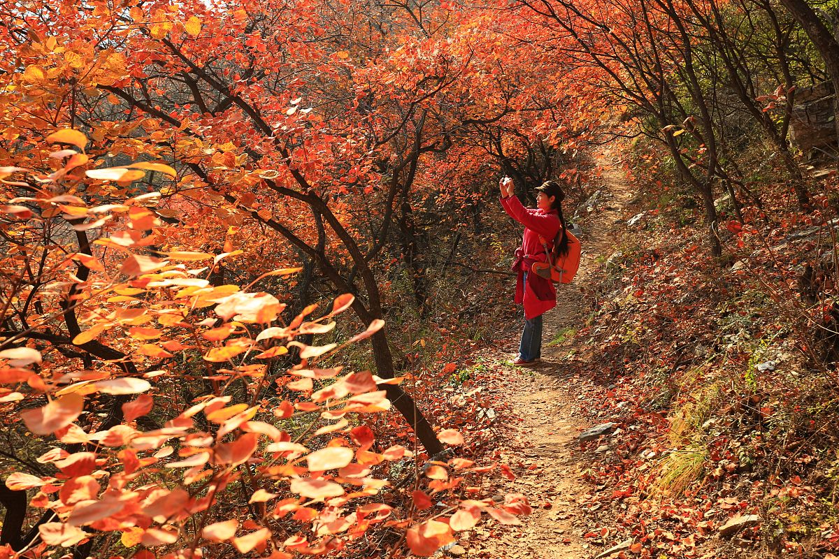 2017年11月01日,北京,深秋时节房山坡峰岭红叶好看正当时.景区漫山红