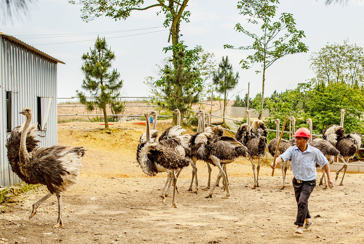 鸵鸟该怎么养殖
