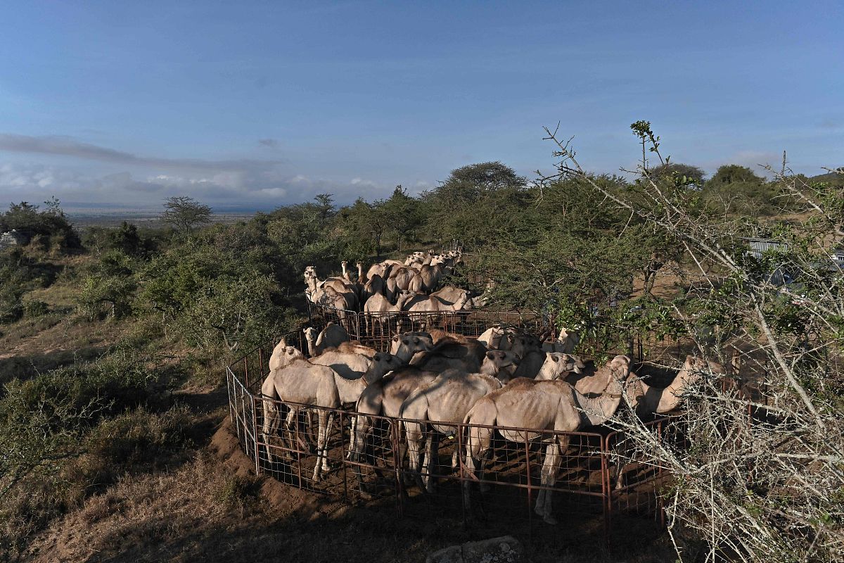当地时间2021年3月24日,肯尼亚马查科斯县,国际畜牧研究所(ilri)牧场