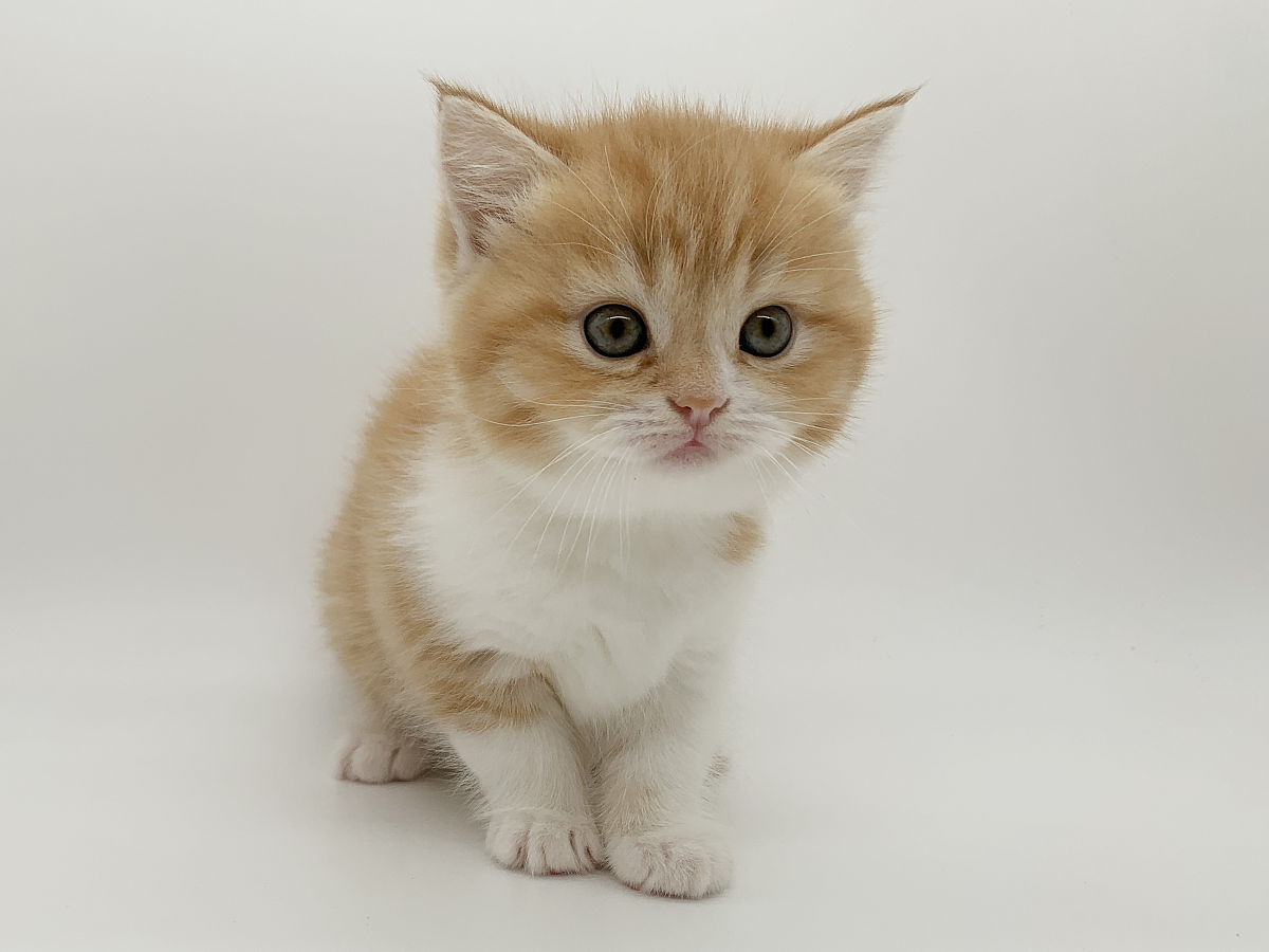 2021年5月11日,江苏常州,出生45天的小猫的满月照.