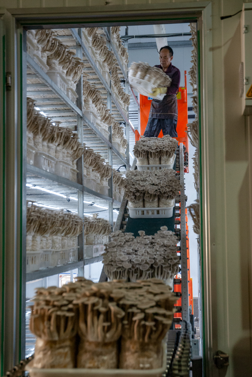 菌业公司发展战略：科技创新、深加工、产业融合与资源循环利用