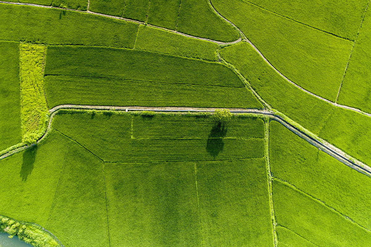 水稻昆虫群落多样性分析：1000 株样本数据