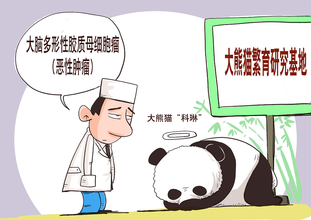 2021年1月3日,"科琳"在室内正常采食时突然倒地抽搐.熊猫基地兽医团队