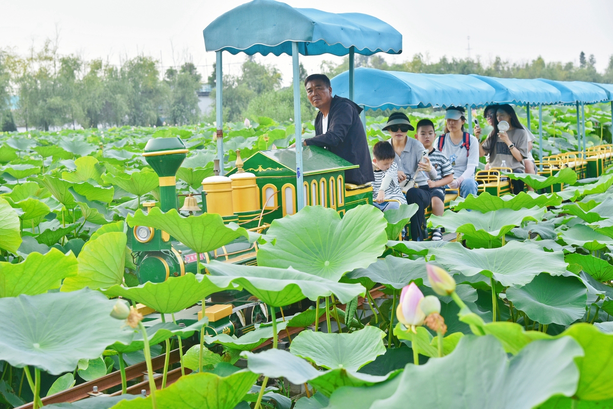 写一段文字描述，盛夏荷花池旁边吃烧烤的场景