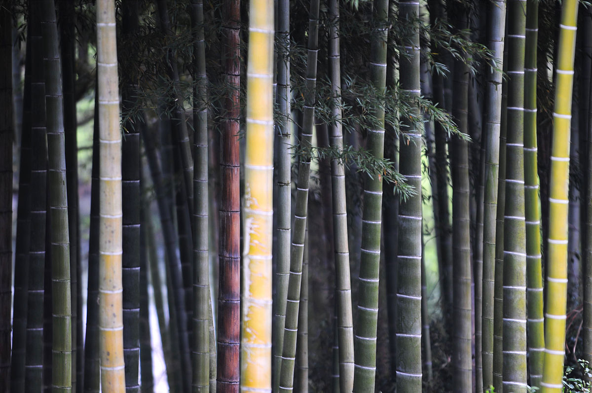 2012年02月13日,安徽,黄山毛竹.