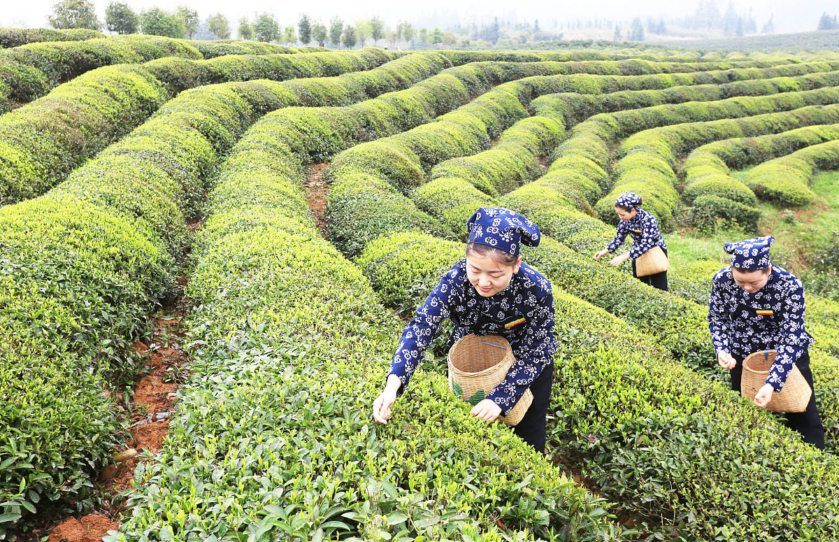 芳村茶业市场物业条件差异分析及广物茶叶园提升策略
