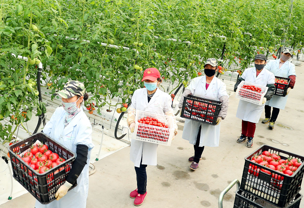 蕃茄夹乌梅创新创业策划书：打造健康美味的营养保健食品