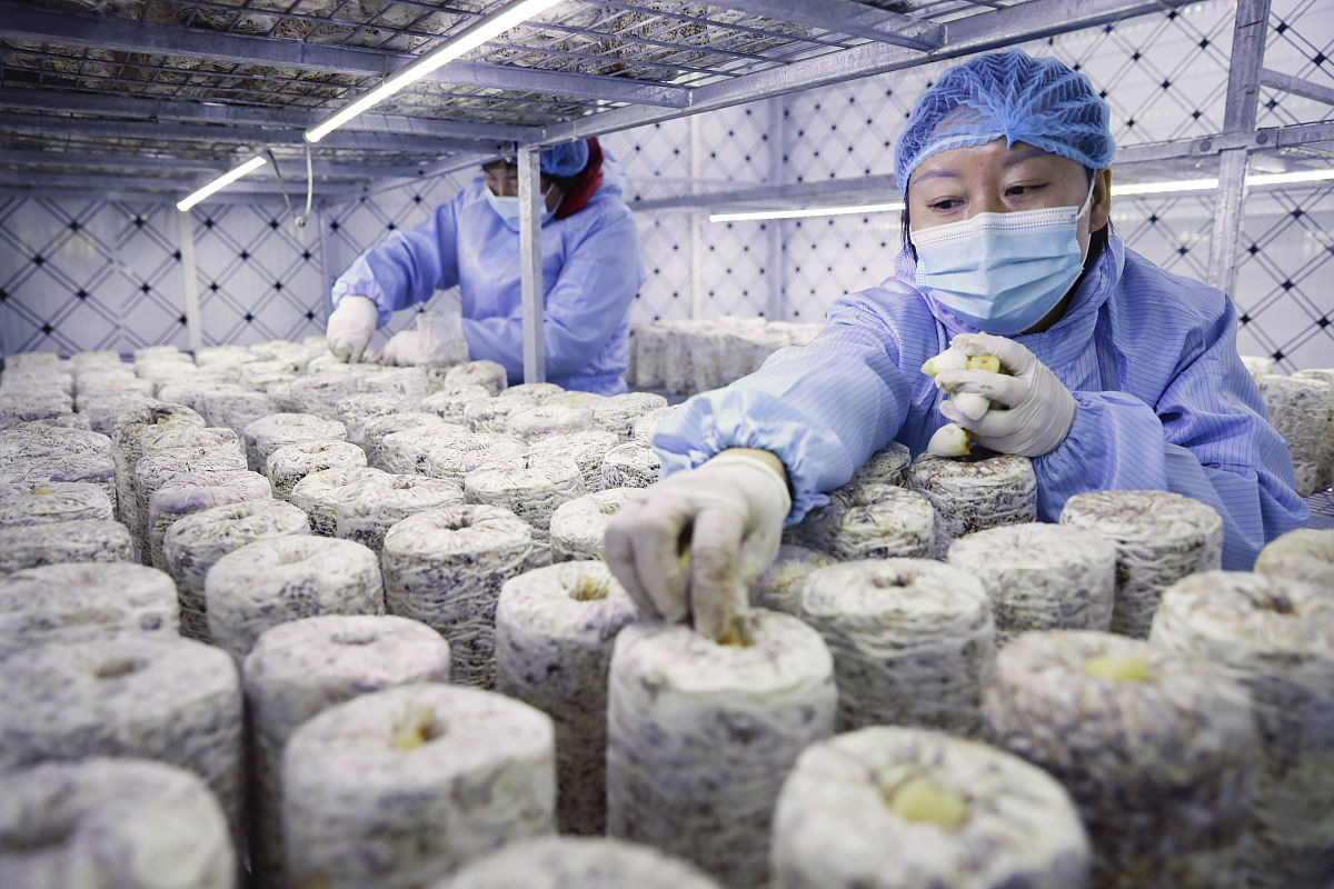 猴头菇发苦是怎么回事，