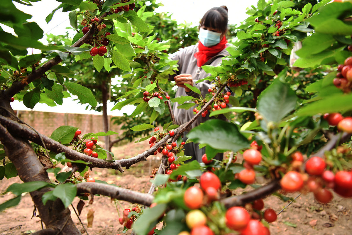 樱桃小镇 果香金峪 写关于渭南市金峪镇调研报告