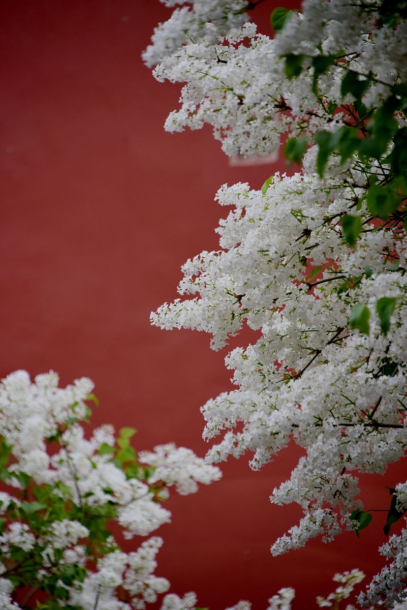 故宫榆叶梅：春光烂漫，美不胜收