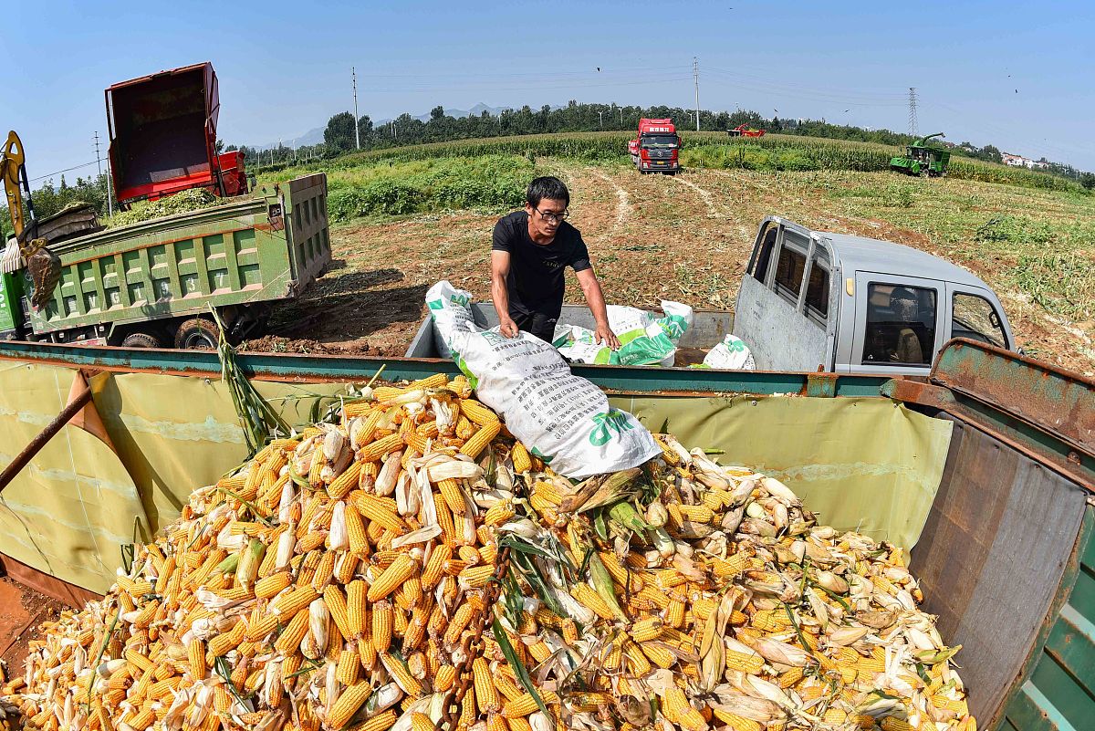 河南秋收惊现“哄抢潮”：丰收背后的辛酸谁懂？