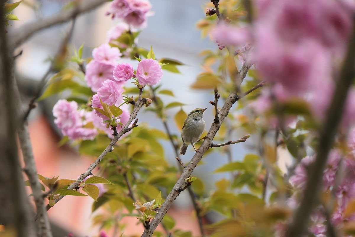 峨眉山文武学校招生电话及地址 - 联系我们