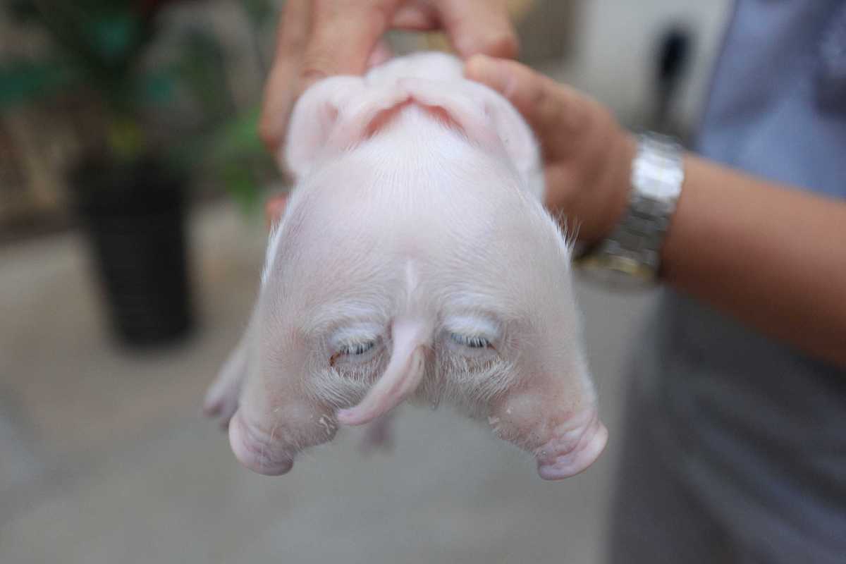 如何解决猪脓包问题