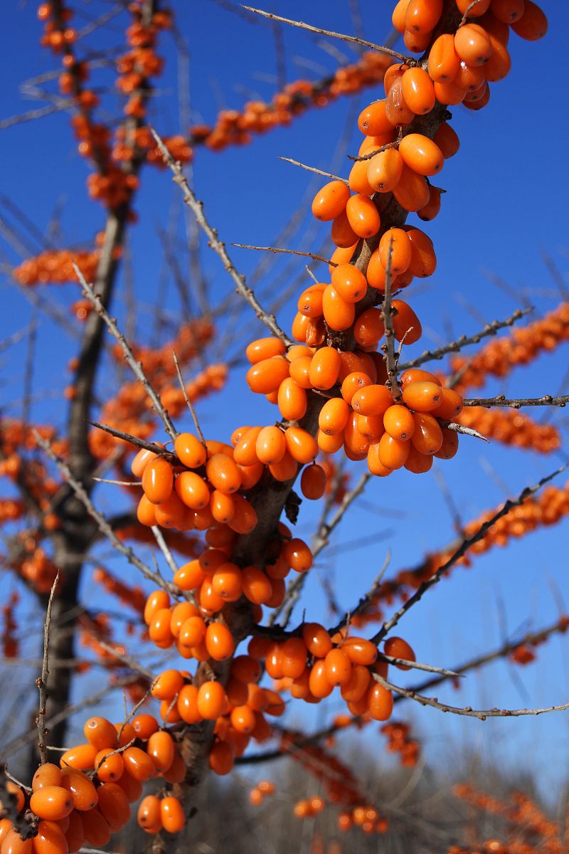 鼎鑫沙棘植物盖片适合哪些人群食用？