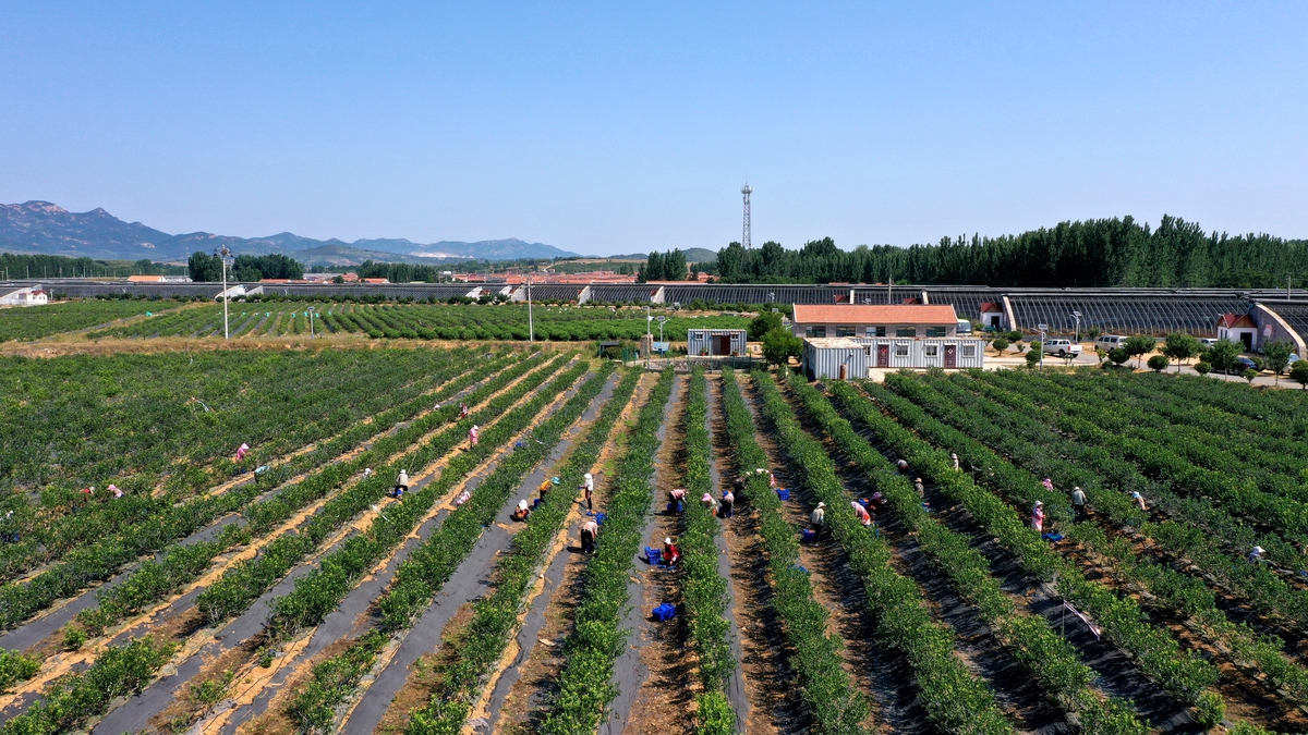 农业现代化进程中的农户建档工作：持续推进高端策略