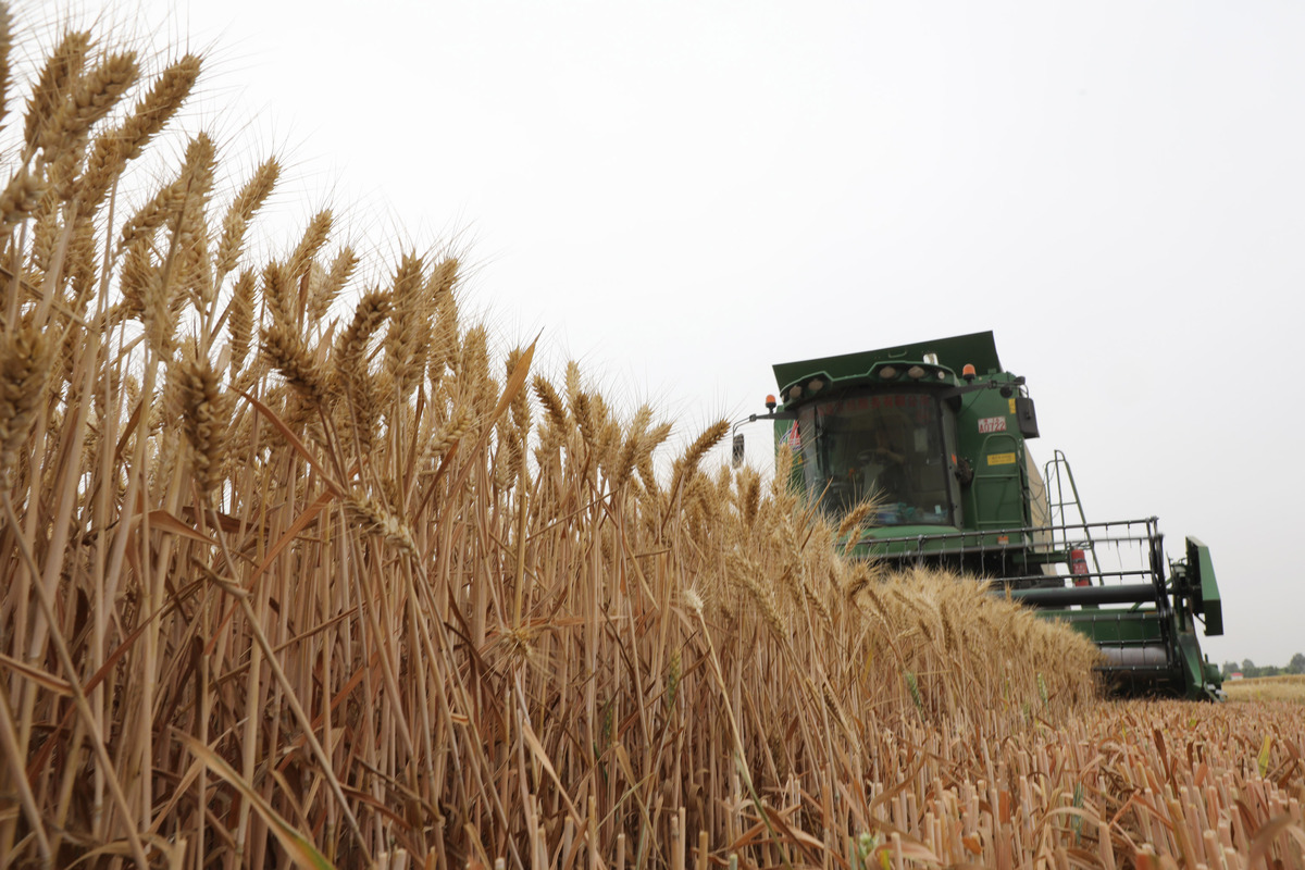 麦子现在倒了能青储吗帮我用180字详细描述