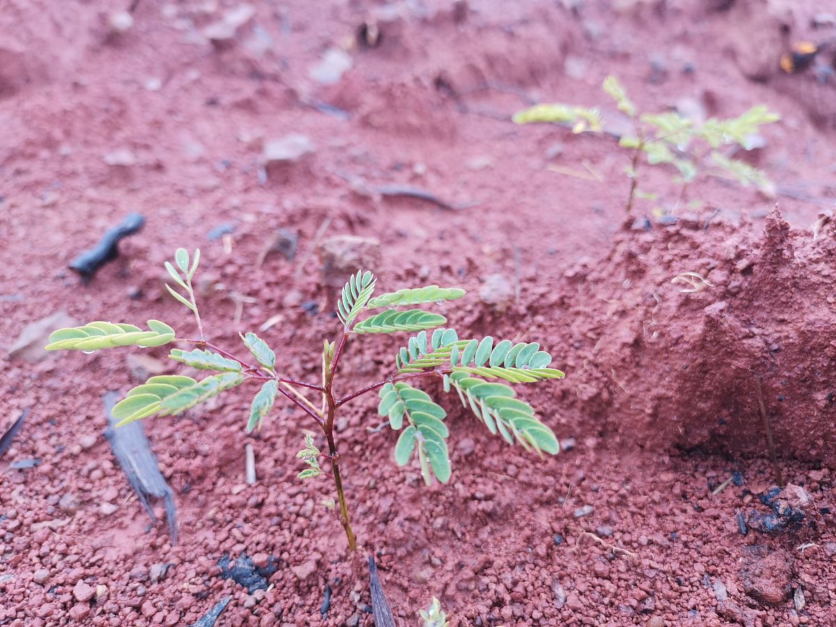 帮我写一个关于林木遗传育种的小品