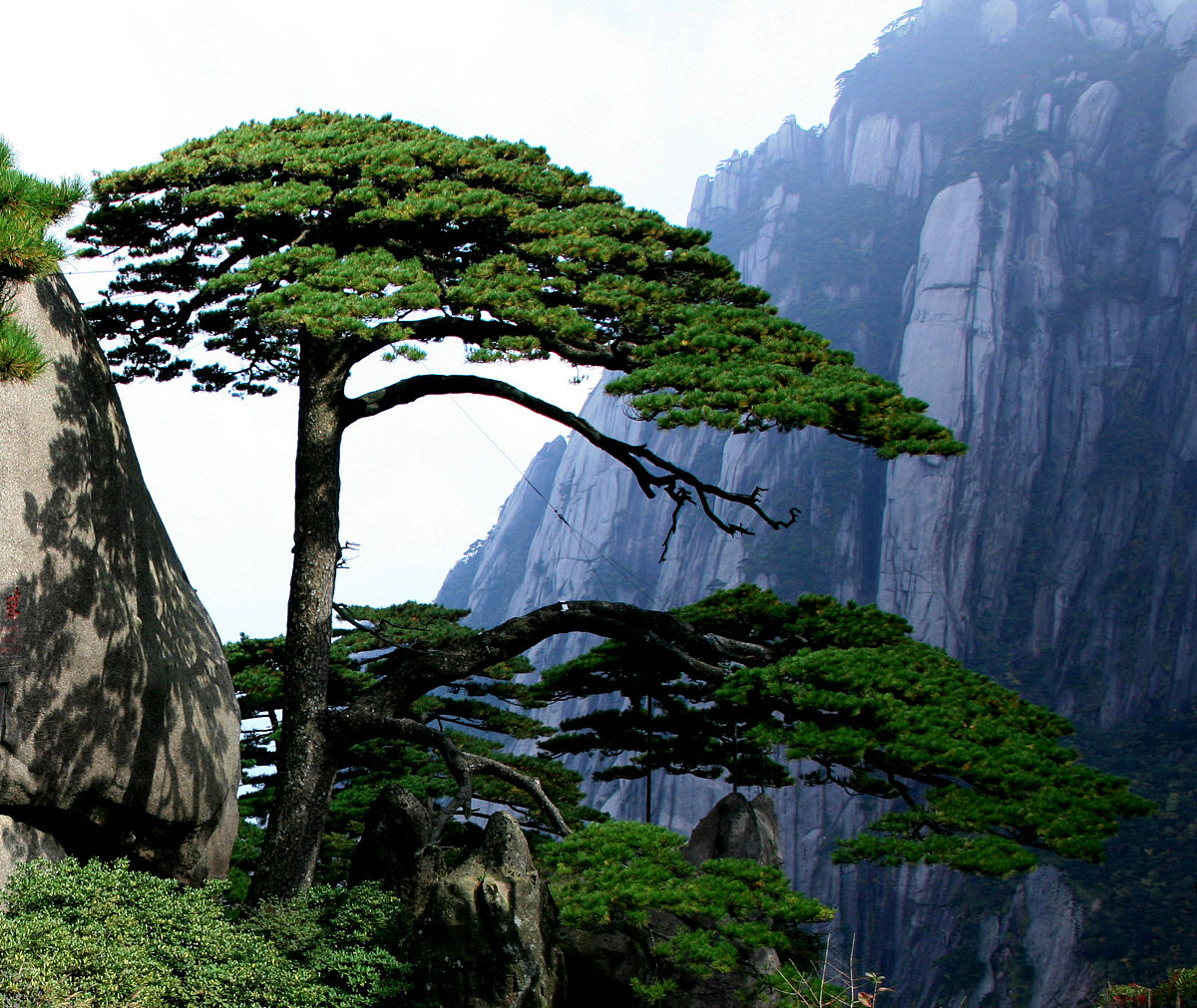 黄山迎客松：千年古松，迎客姿态，黄山之魂