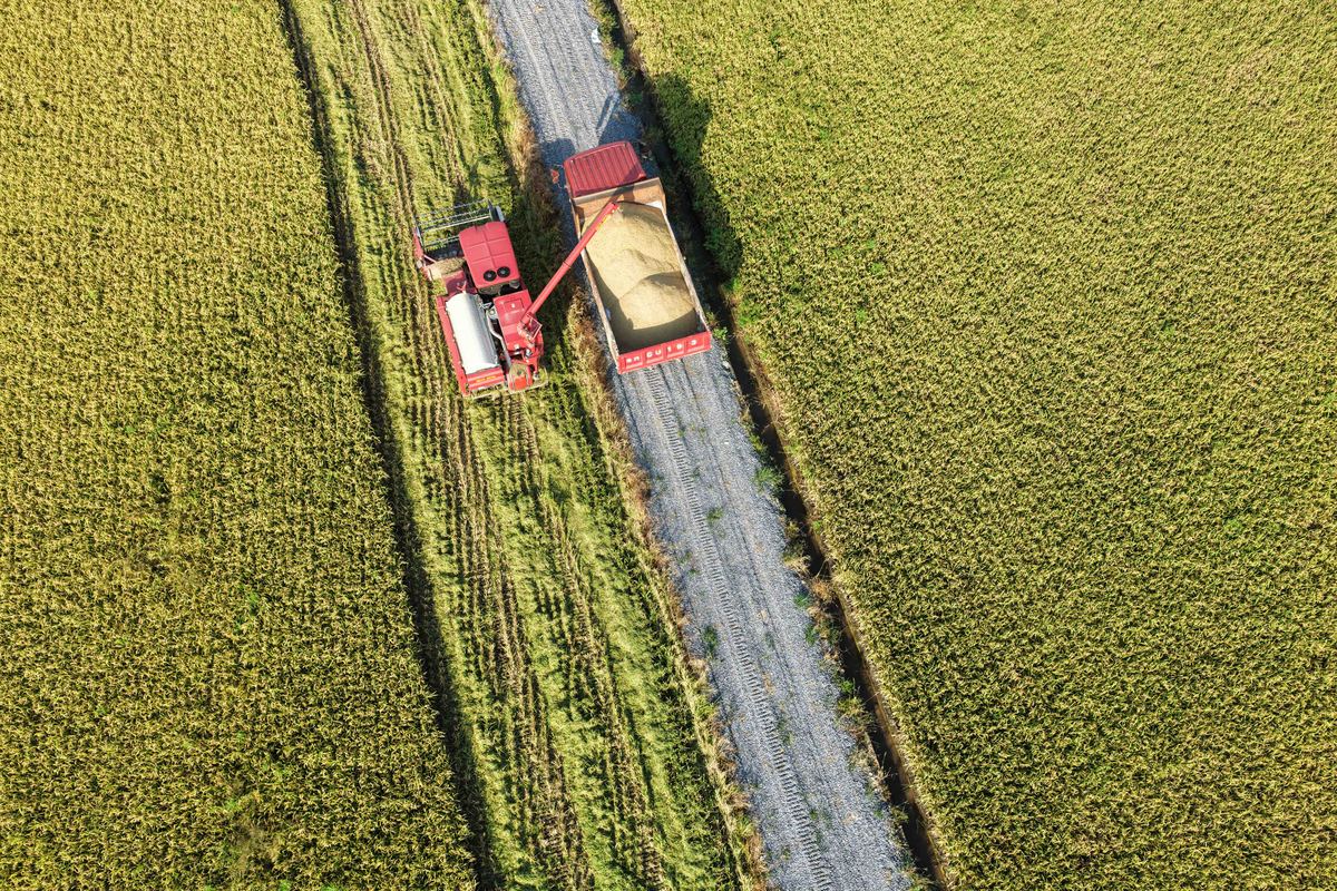 中国粮食安全保障策略：结合国情，多管齐下