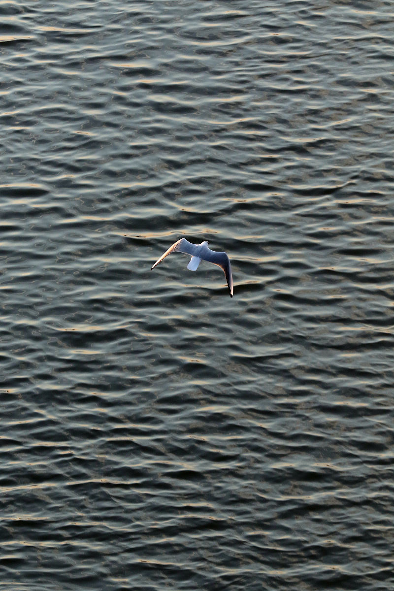 福建水利电力职业技术学院五年制大专招生简章 - 培养水利电力领域人才