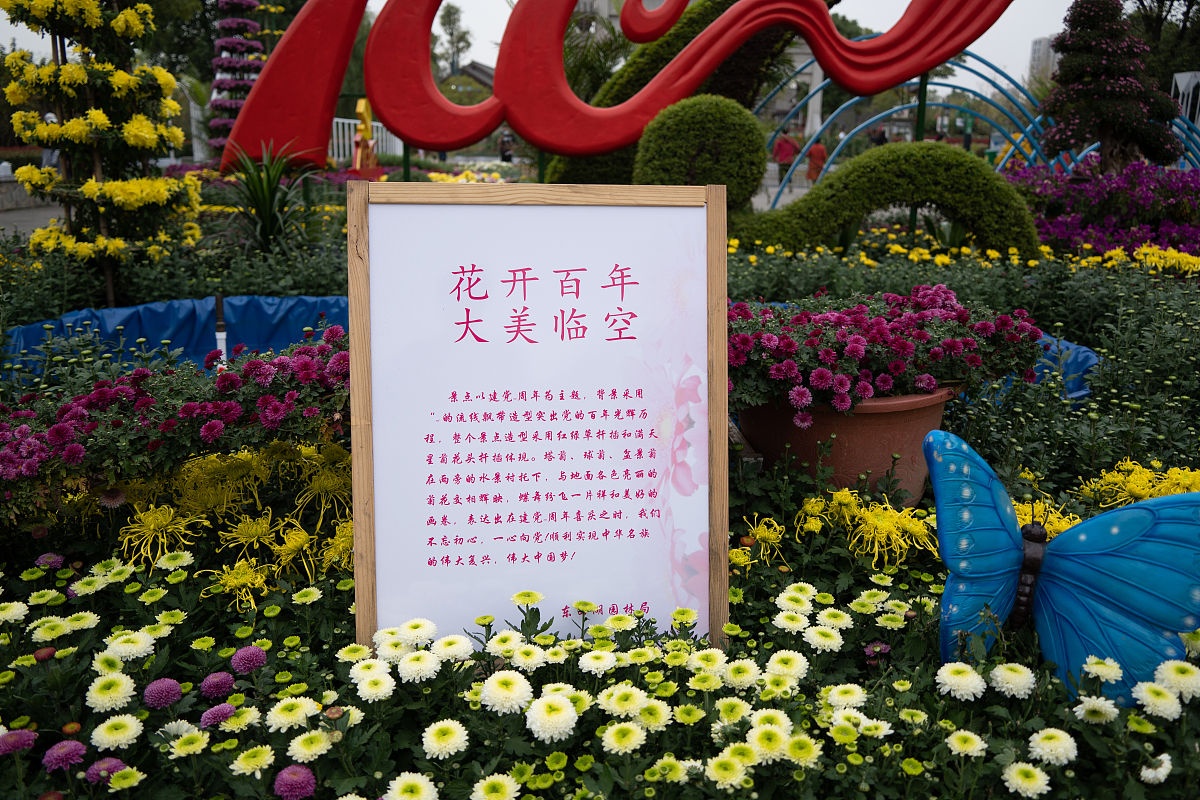 2021年11月1日,市民在武汉市东西湖区码头潭公园赏菊.
