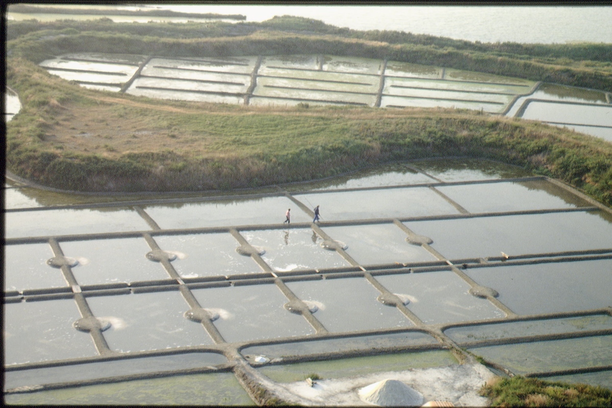 如何使用生物技术净化养殖池塘的底泥重金属