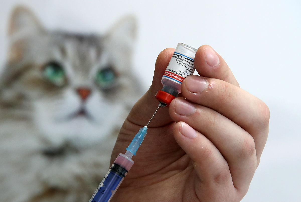 猫鼻气管炎病毒 (FHV) 分离、纯化及致病性研究