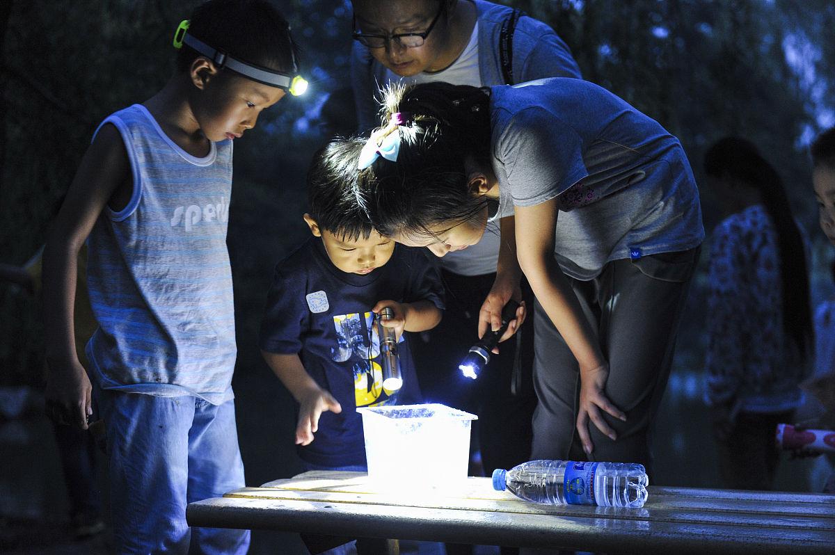 奇妙的树林探险记 - 小学作文