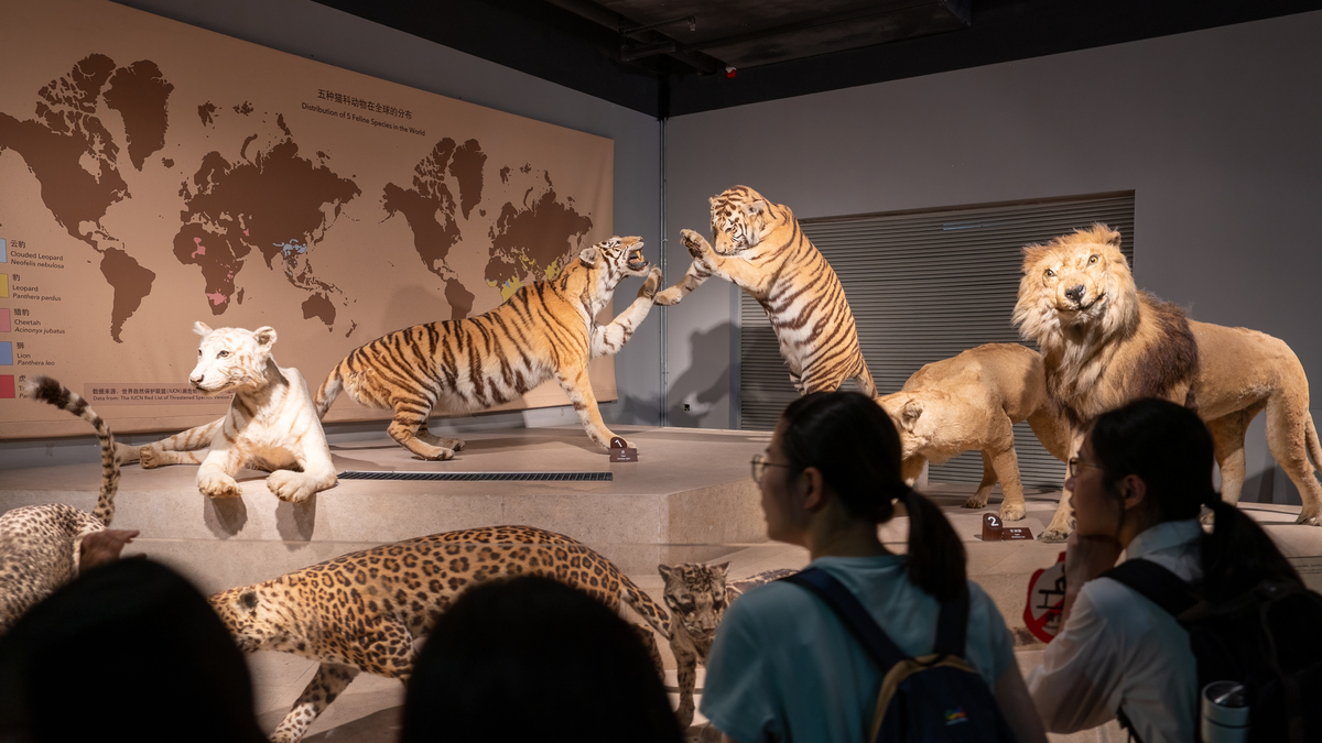 周末去动物园的作为大概200字