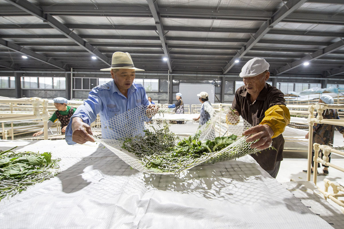 蚕桑生产与经营专业就业方向与前景深度解析