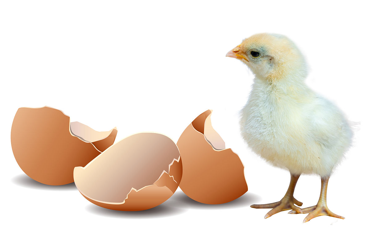 先有鸡还是先有蛋：揭秘生命的起源和演化