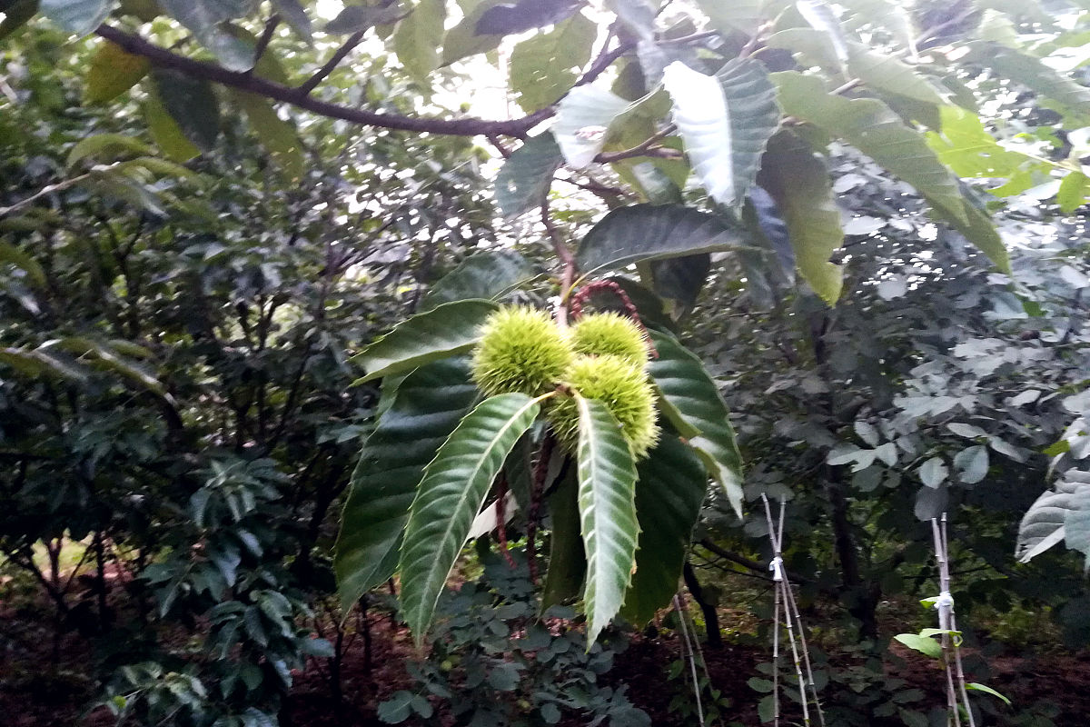 彝族人口分布及经济发展现状