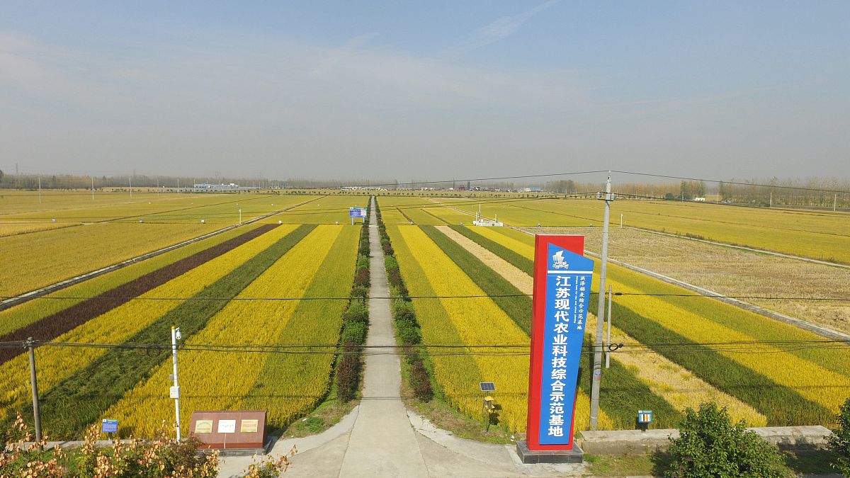 加速水稻纯度检测实验：6个有效方法
