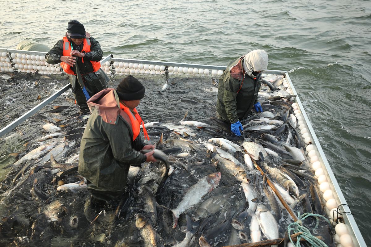 长江十年禁渔计划执行后的经验与成效：五天日记