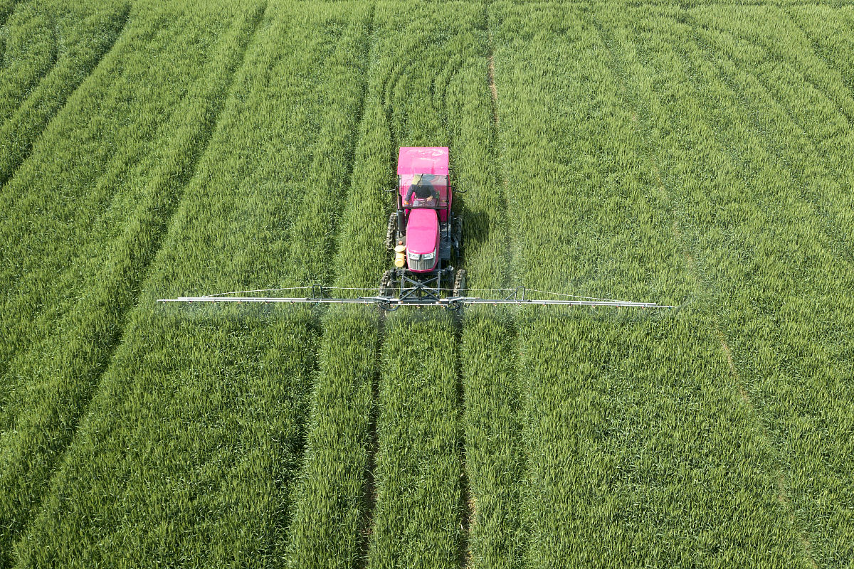 小麦种植技术优化及病虫害防治研究综述