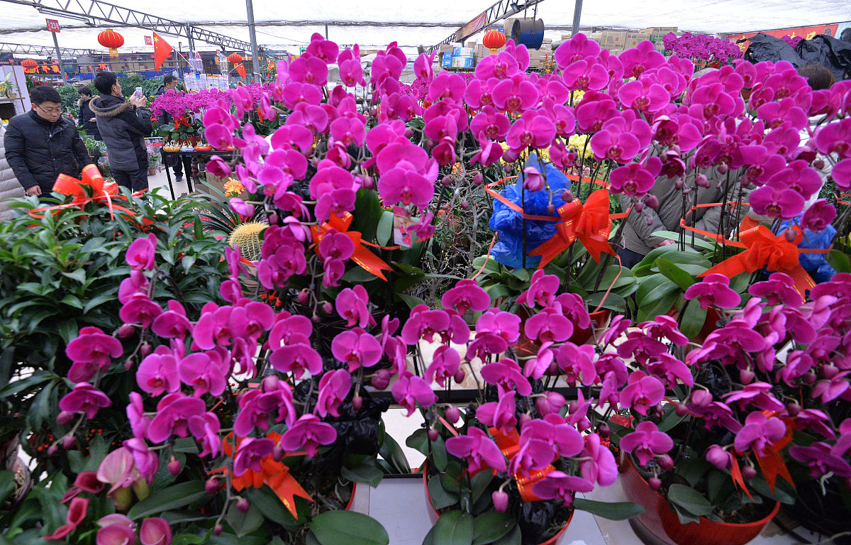 将花与生物工程相结合以此为主题两千字的论文